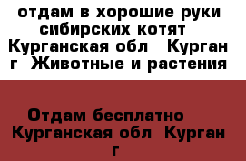 отдам в хорошие руки сибирских котят - Курганская обл., Курган г. Животные и растения » Отдам бесплатно   . Курганская обл.,Курган г.